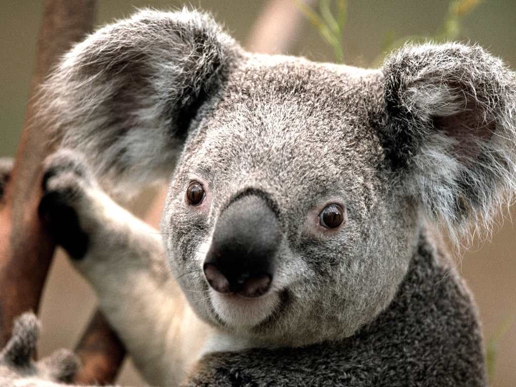 This is an image of a Koala